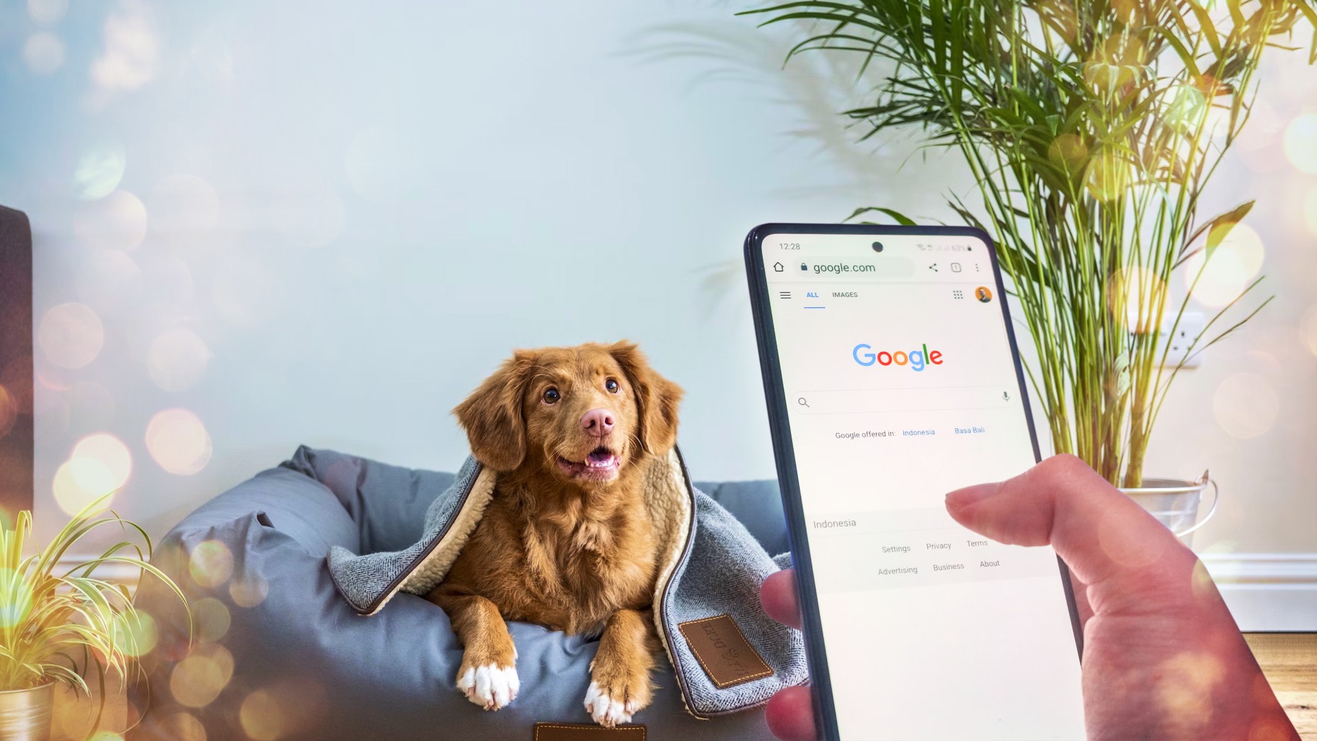 Ветеринар Google: почему поисковики не помогут выявить болезнь у питомца