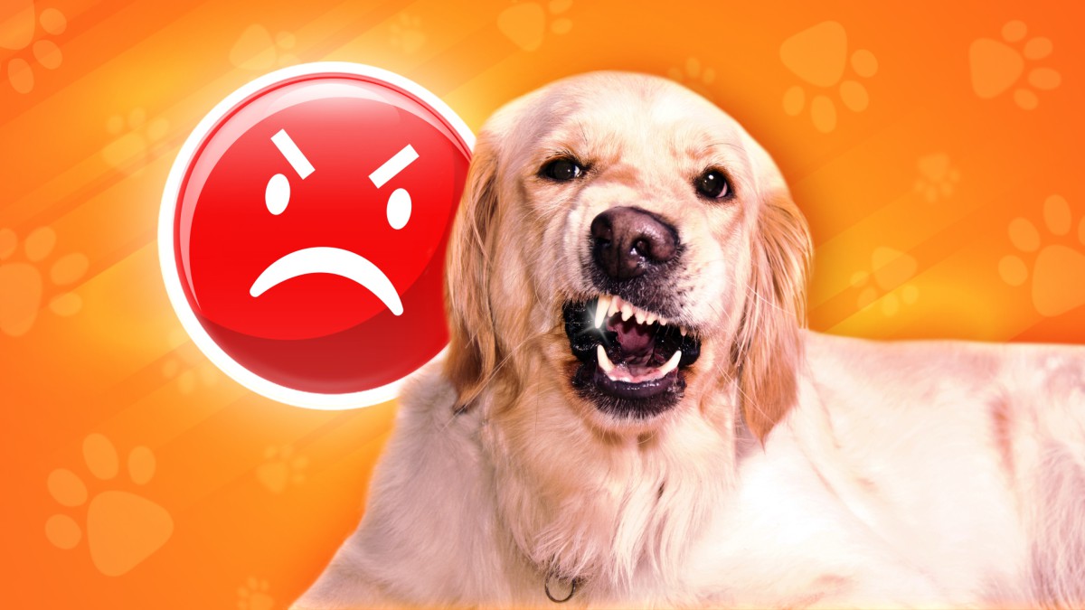 Как понять настроение вашей собаки