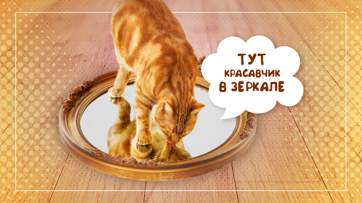 Свет мой зеркальце, скажи: как кошки воспринимают свое отражение