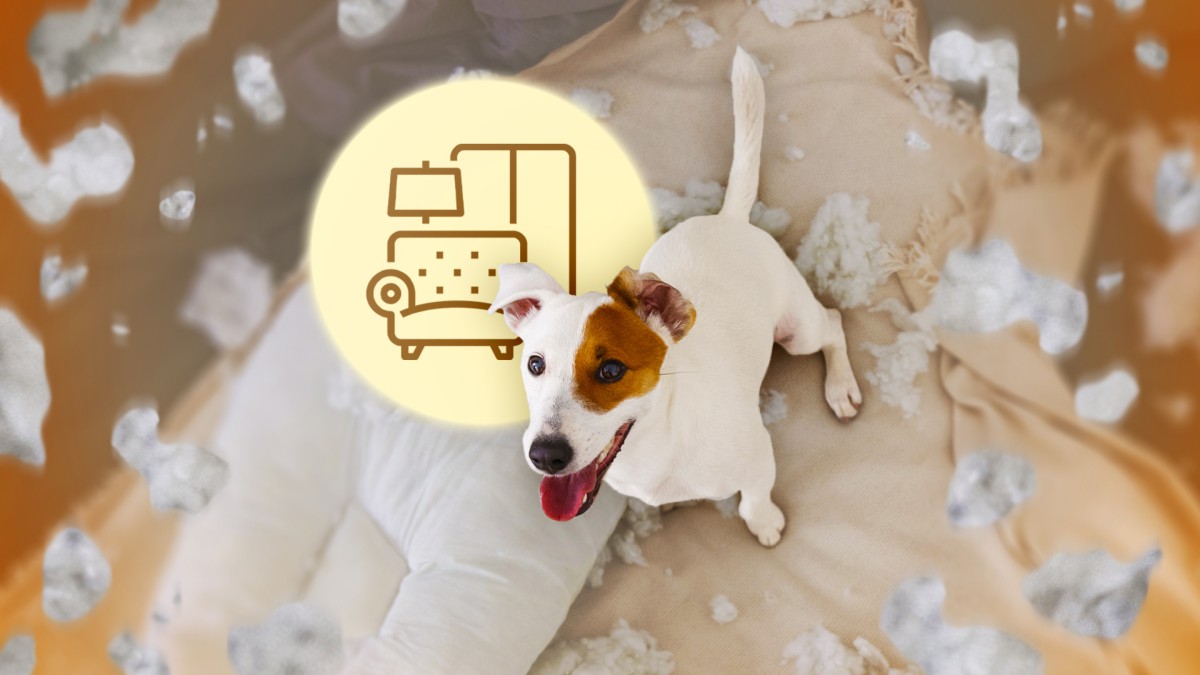 Почему собаки любят грызть мебель