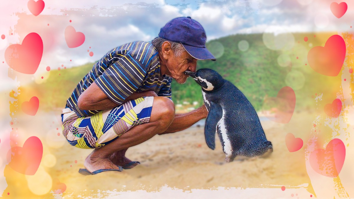 К единственному другу на свете: удивительная история пингвина