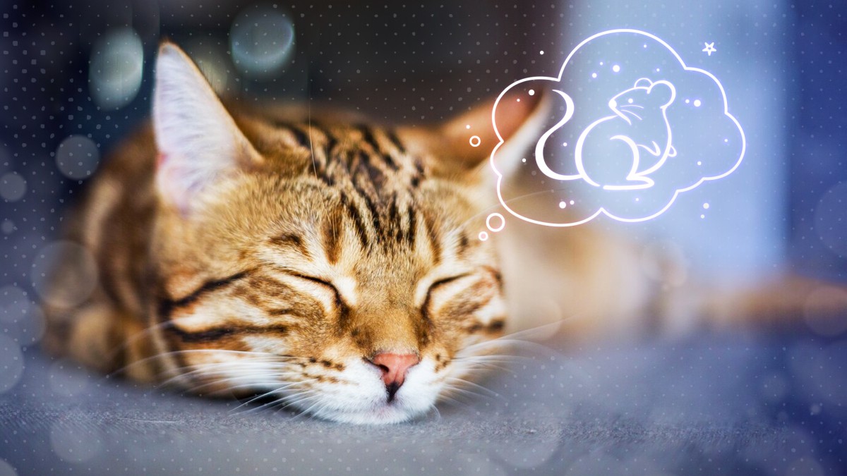 Могут ли кошки видеть сны