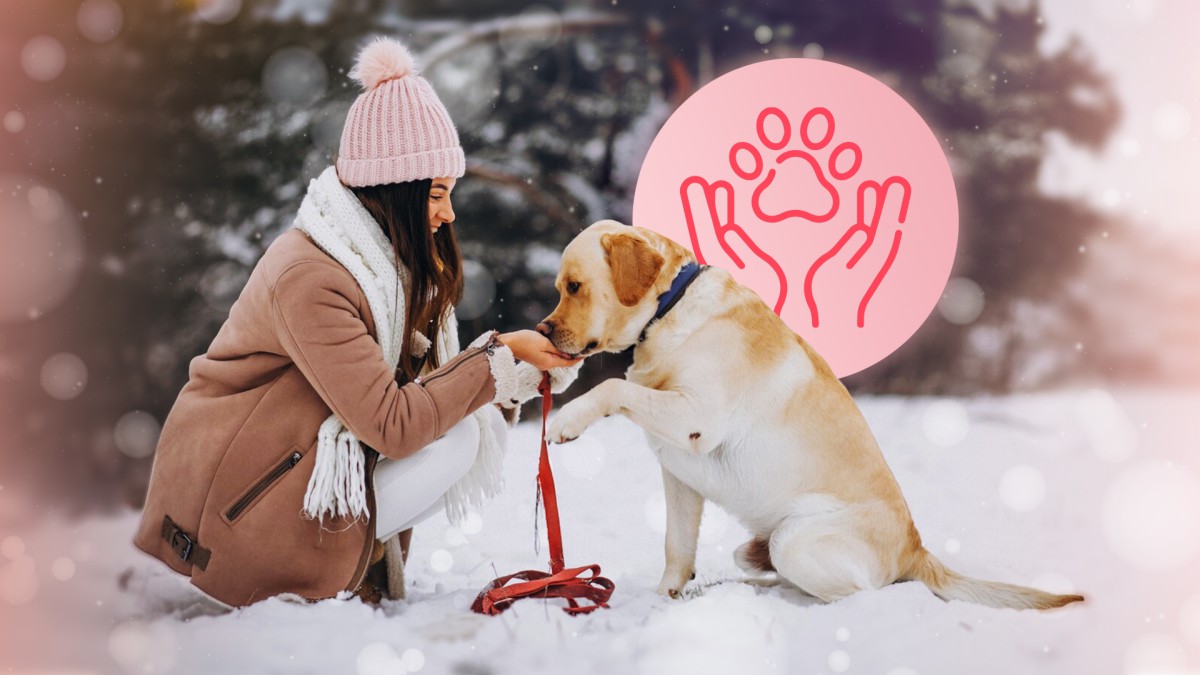 Топ-5 правил для зимних прогулок с собакой