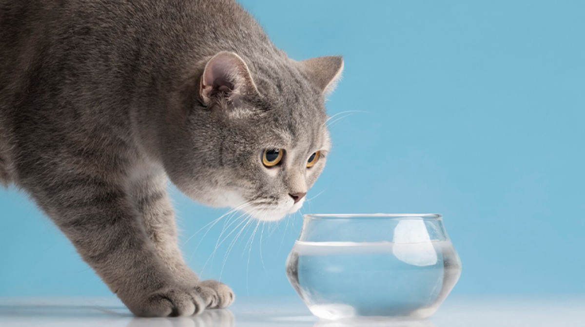 Почему кошка мало пьет: многие хозяева совершают эту ошибку