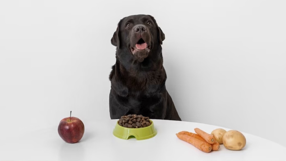 Скрытые вегетарианцы: какие овощи можно давать собакам