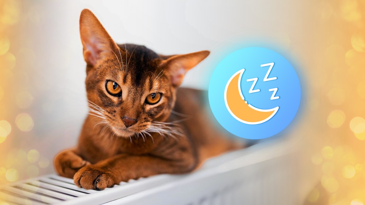 Можно ли кошке спать на батареи