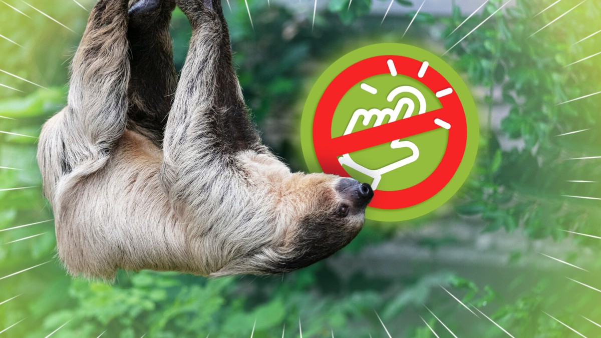 Милые, но опасные: почему нельзя трогать ленивцев