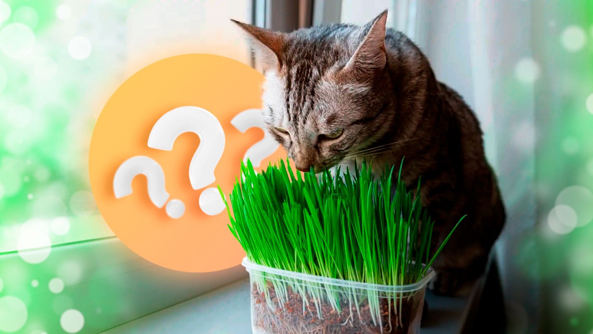 Топ-5 полезных видов травы для вашей кошки