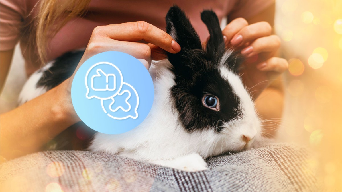 Милые ушастики: стоит ли заводить декоративного кролика?
