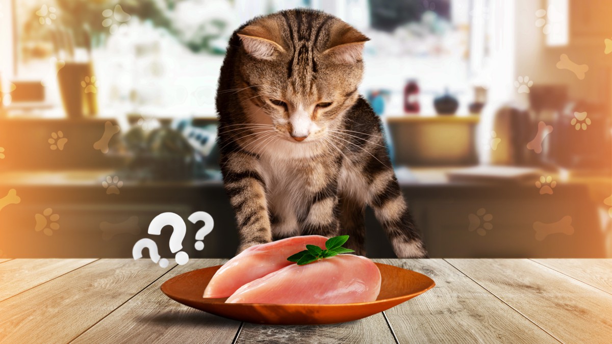 Можно ли кормить домашнюю кошку сырой дичью
