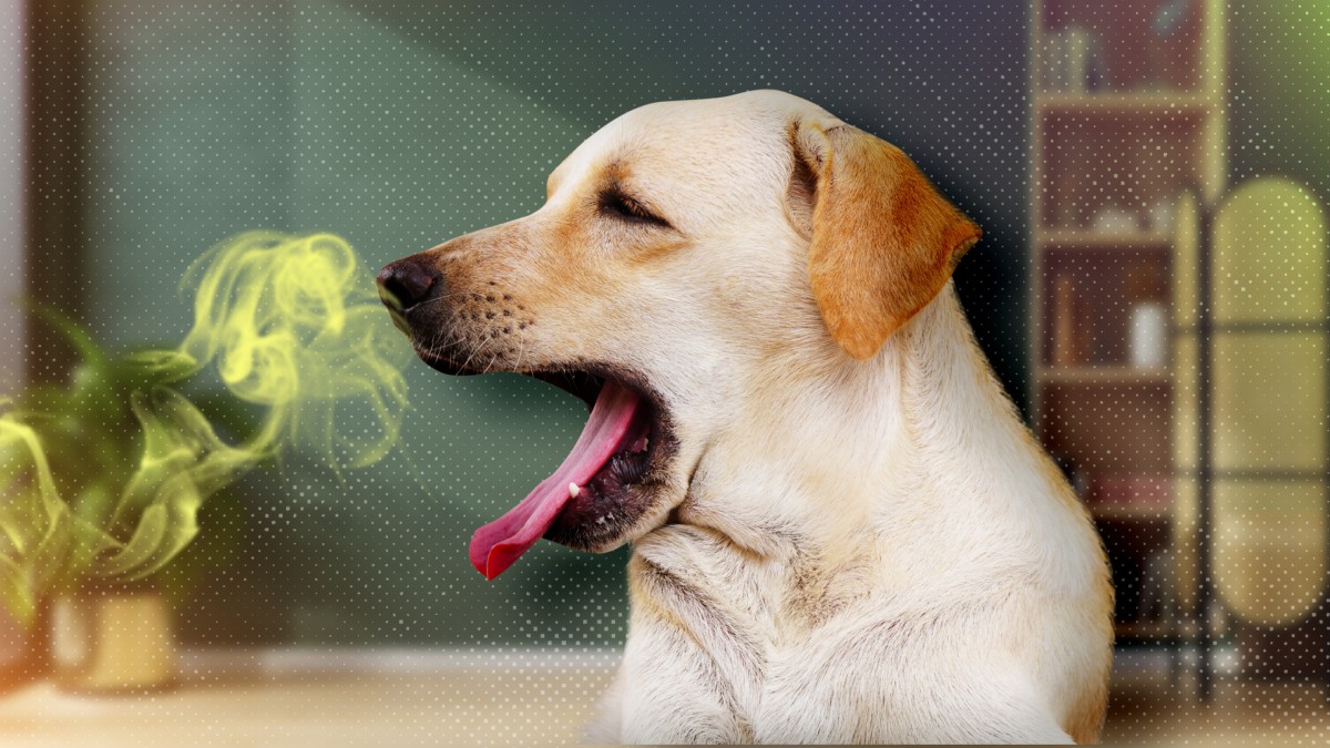 Оно плохо пахнет, хозяин: какие запахи неприятны собакам