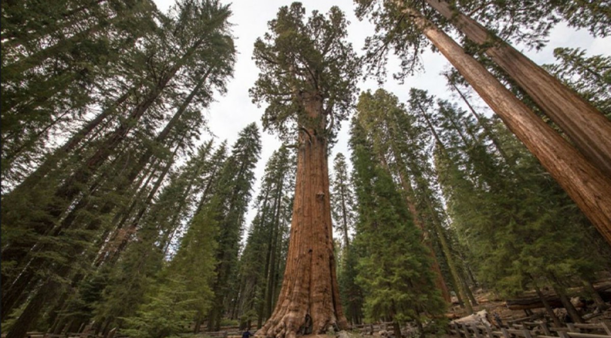 Вот как выглядит самое высокое дерево в мире