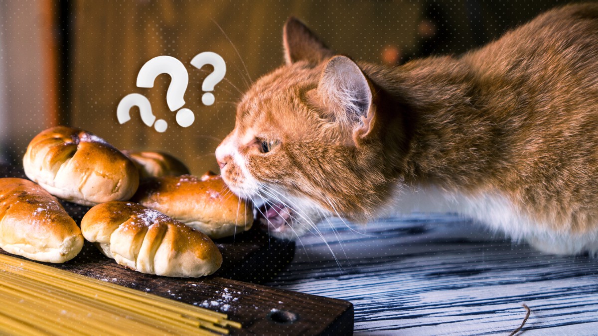 За что кошки так любят хлеб