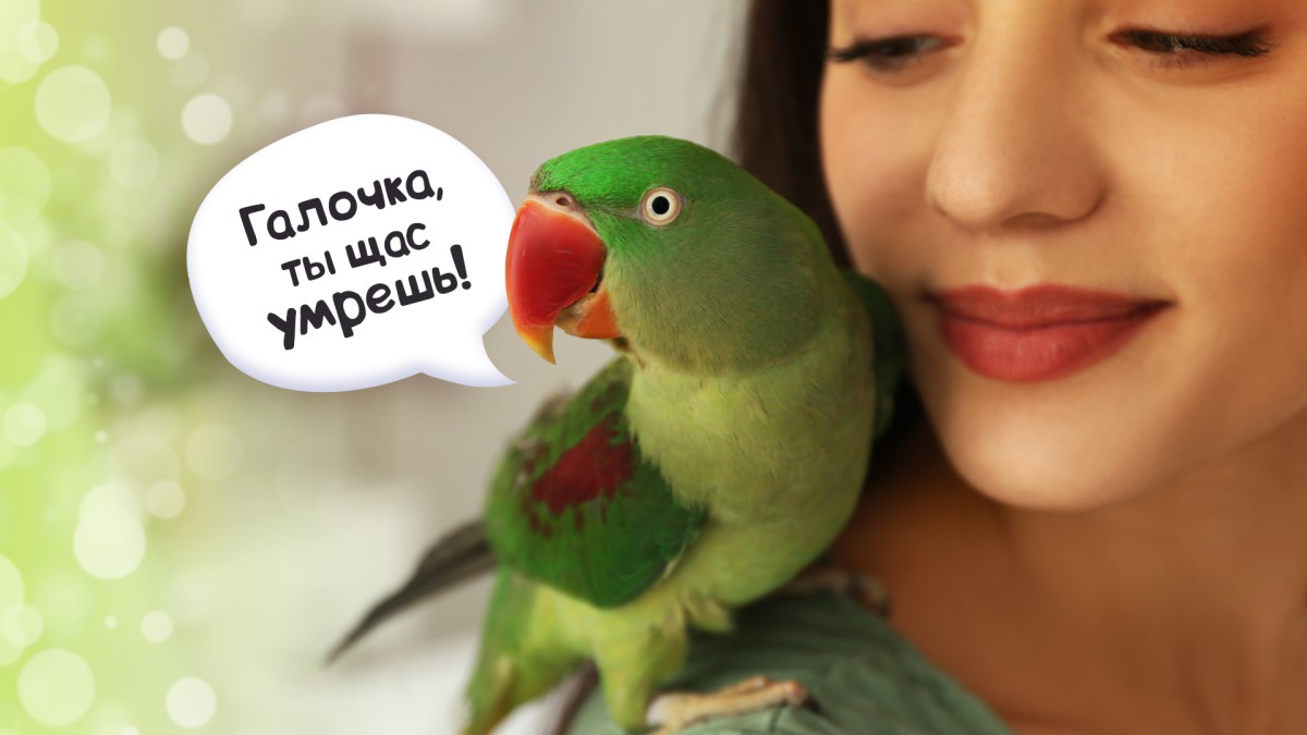 Топ-10 разговорчивых видов попугаев