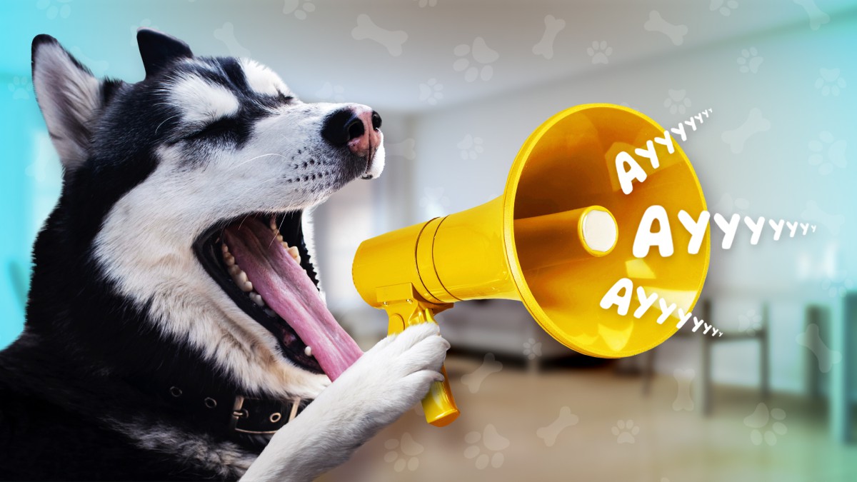 10 самых шумных пород собак