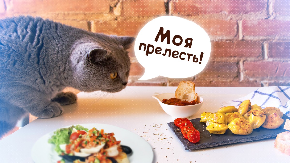 Почему кошки крадут еду со стола