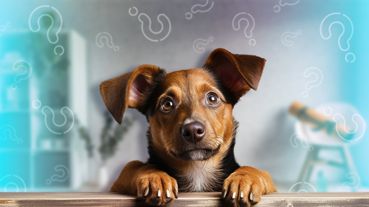 Ну и чудики: 4 причины, почему собаки считают нас странными