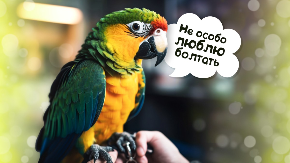 Имеет ли цвет значение: какие попугаи считаются самыми разговорчивыми