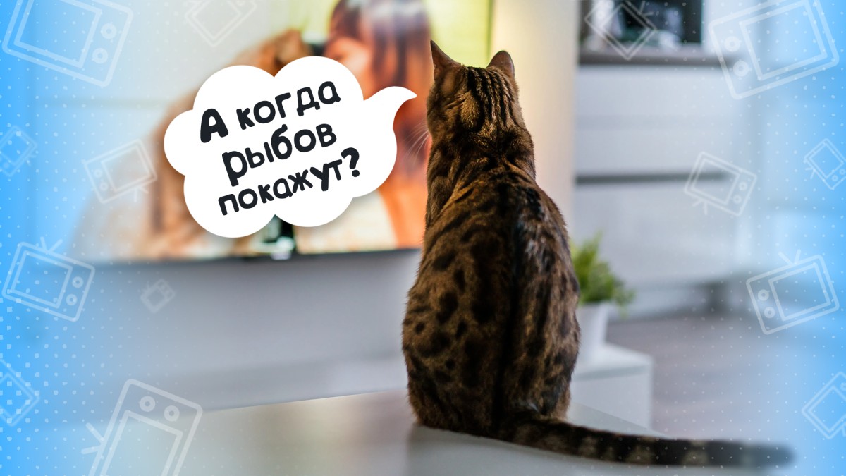 Переключи на Animal Planet. Выясняем, что видят домашние животные в телевизоре