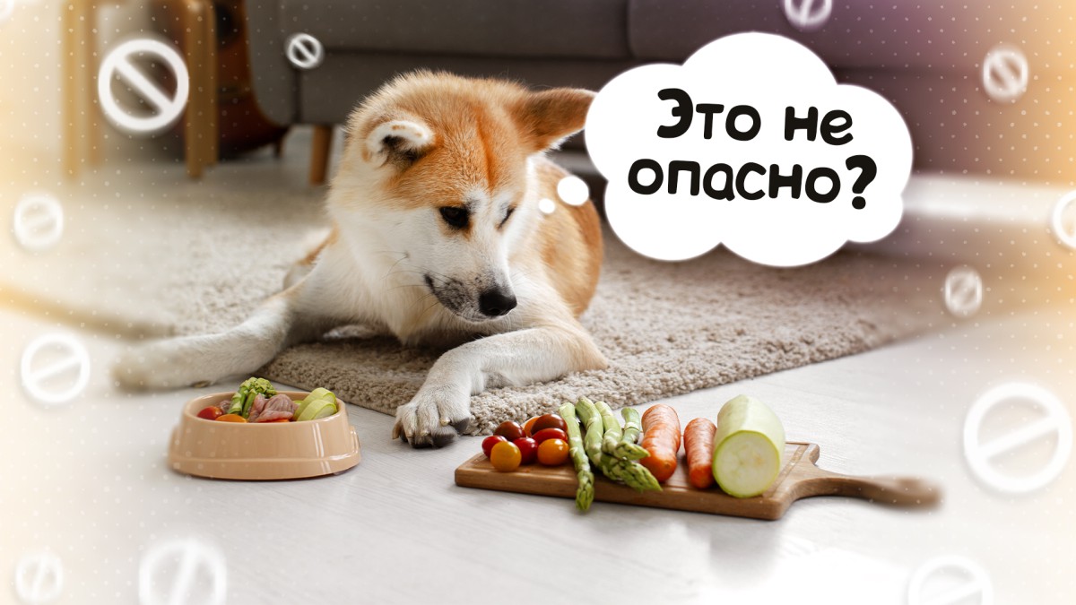 10 продуктов, которые не стоит давать собаке