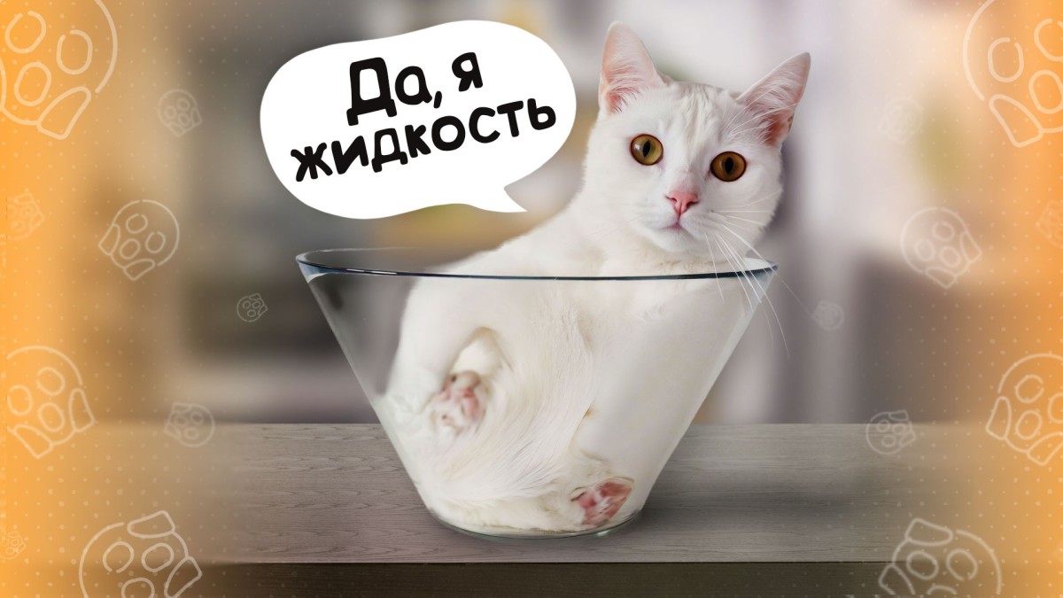 Могут ли кошки просочиться в любое отверстие