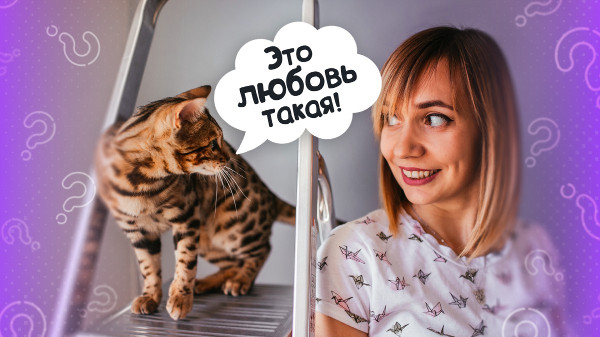 Почему кошки поворачиваются задом в лицо хозяина?