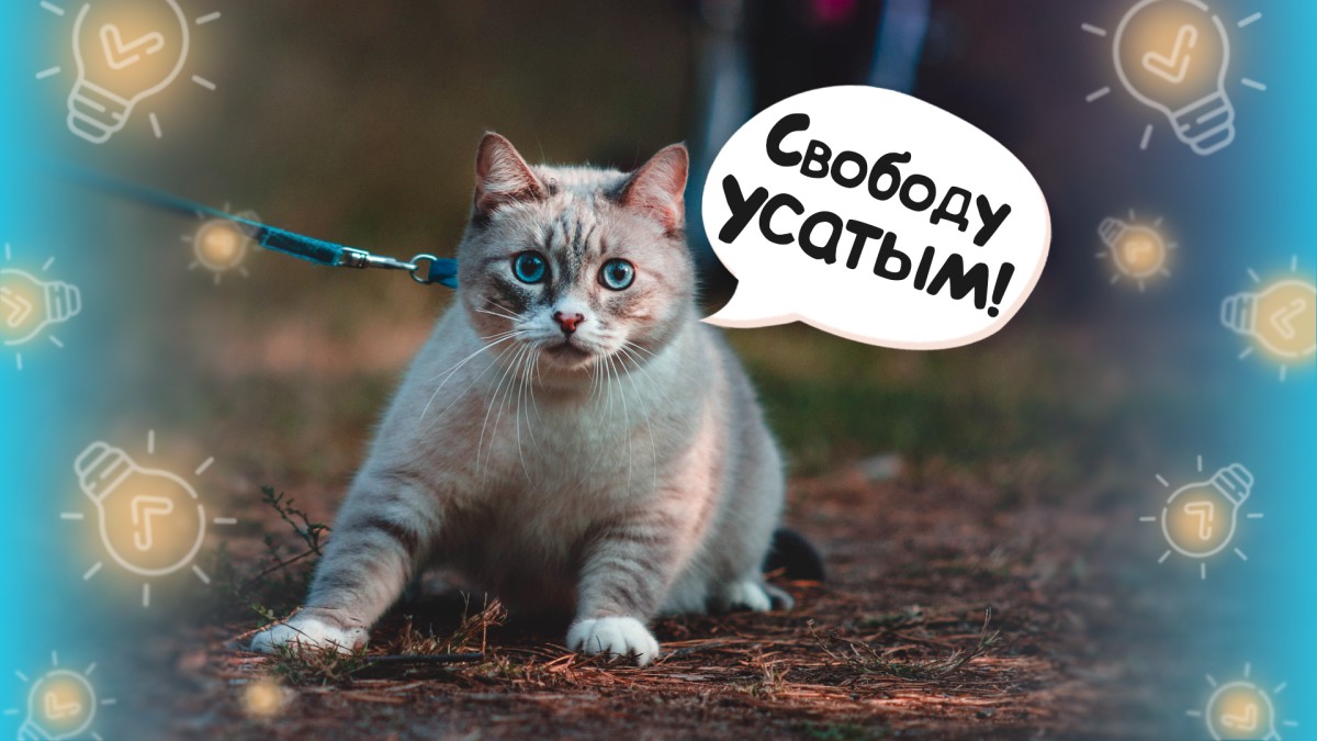 Как приучить кошку к шлейке?