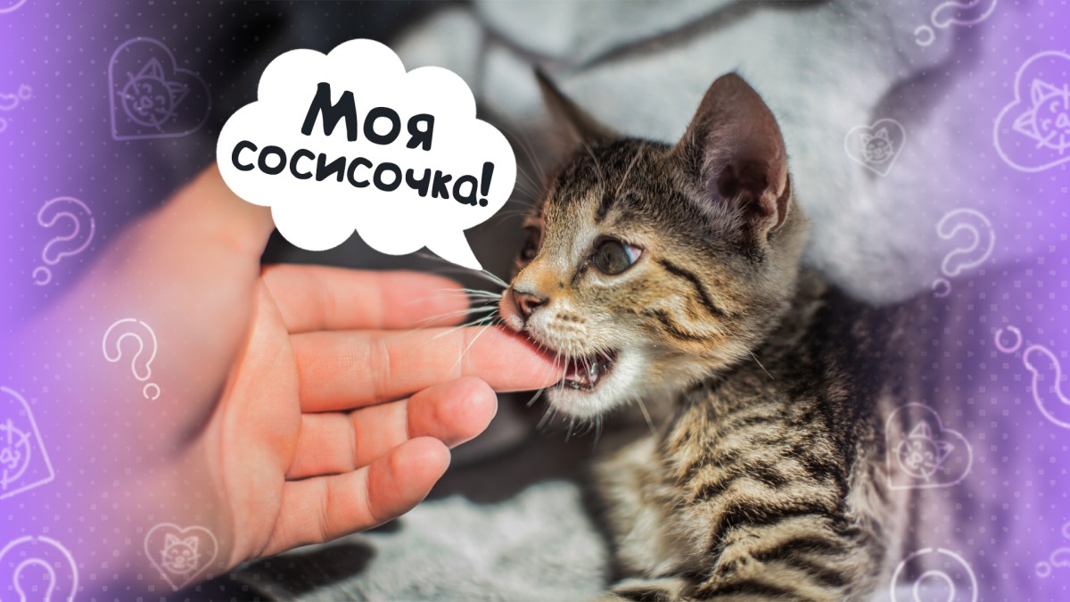 Почему кошка кусает хозяев за руки?