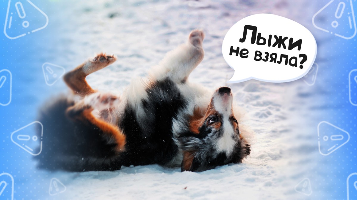 С чем нужно быть осторожнее собакам зимой