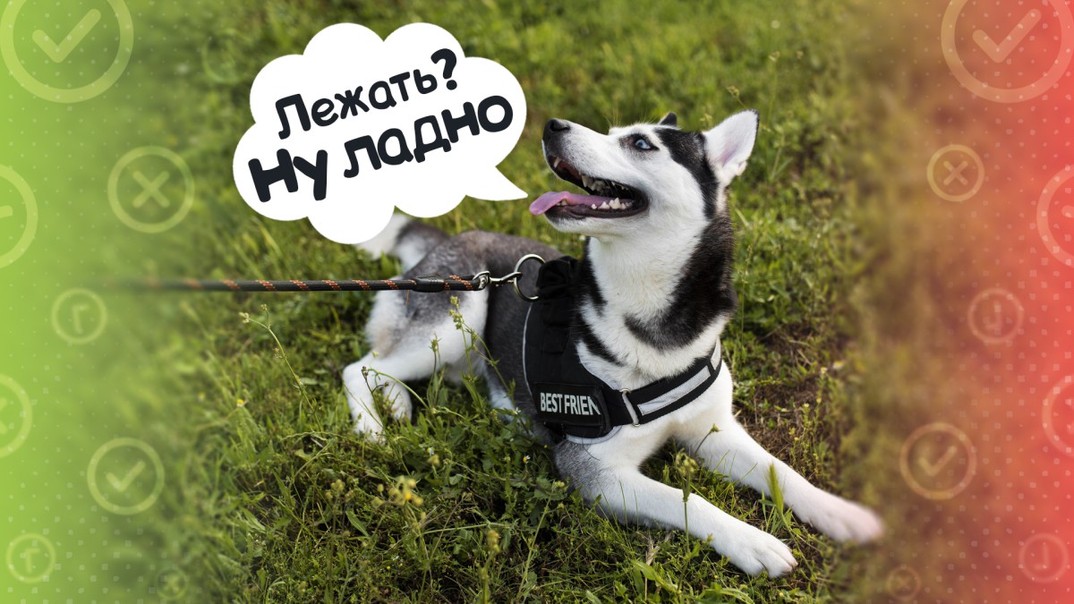 Нужно ли дрессировать собаку: за или против?