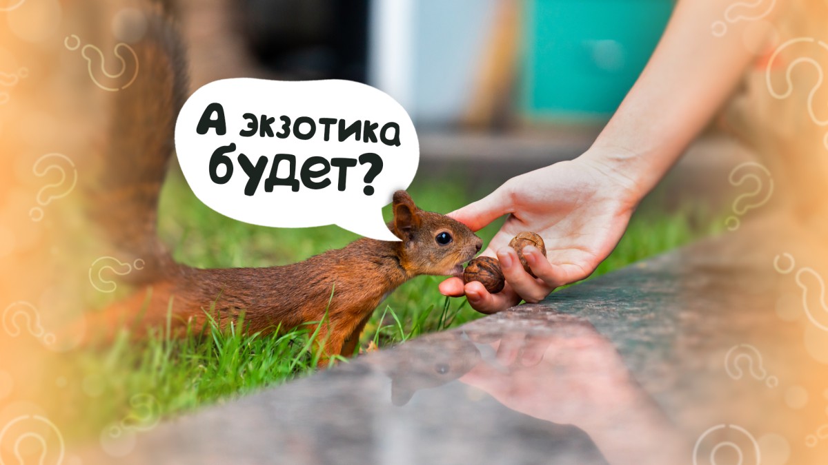 Чем можно угостить белку, живущую в парке?
