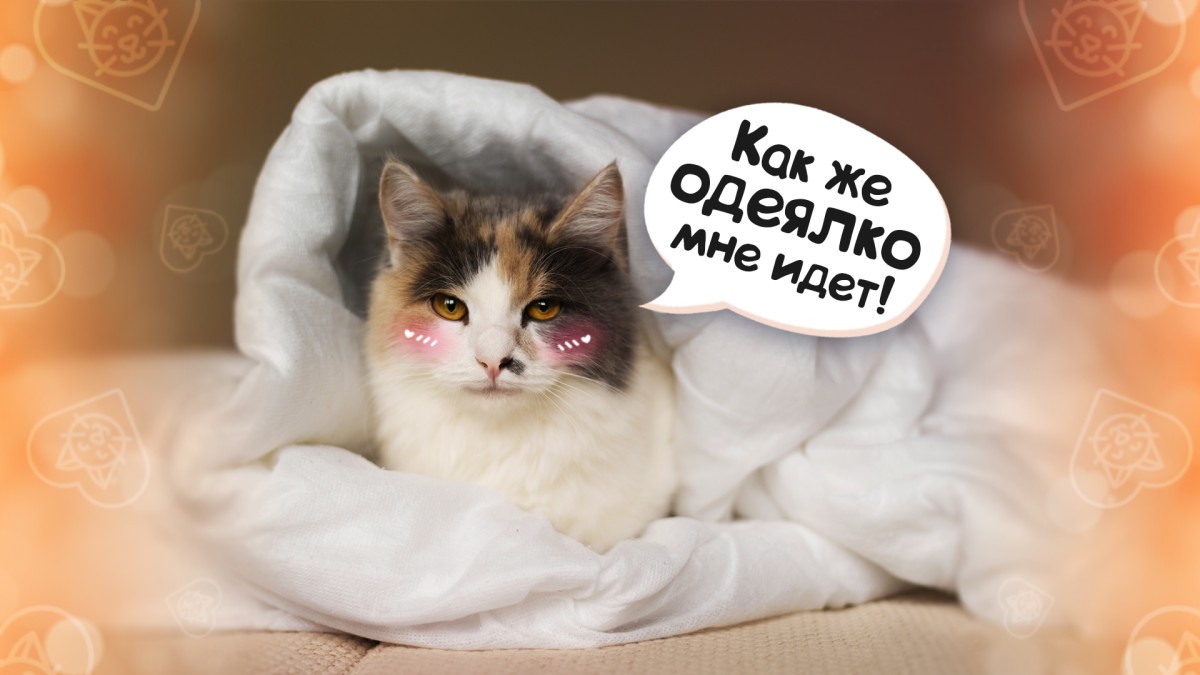 Почему кошки любят лежать под одеялом?