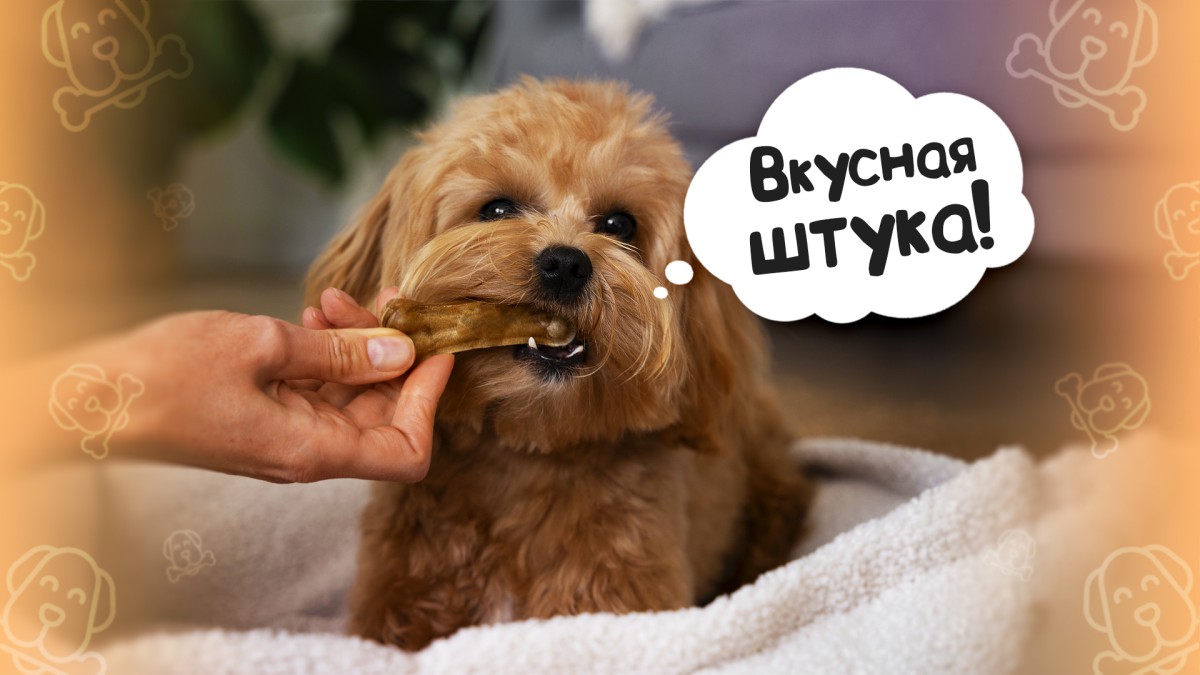 Какие кости можно давать собаке?