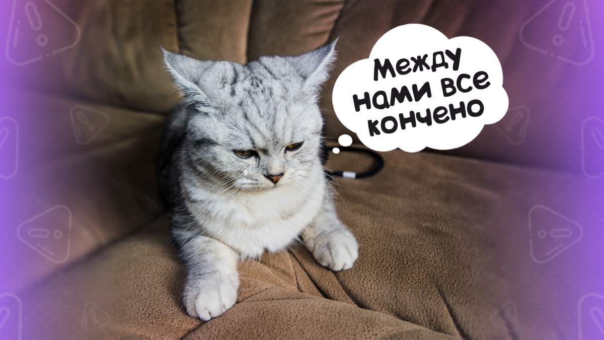 Не делайте так: эти ошибки разрушат любовь вашей кошки!