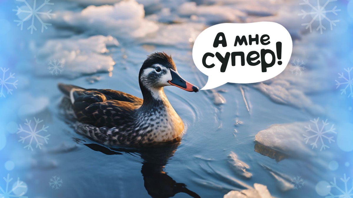 Словно снежная королева: утка, которой нипочем холода