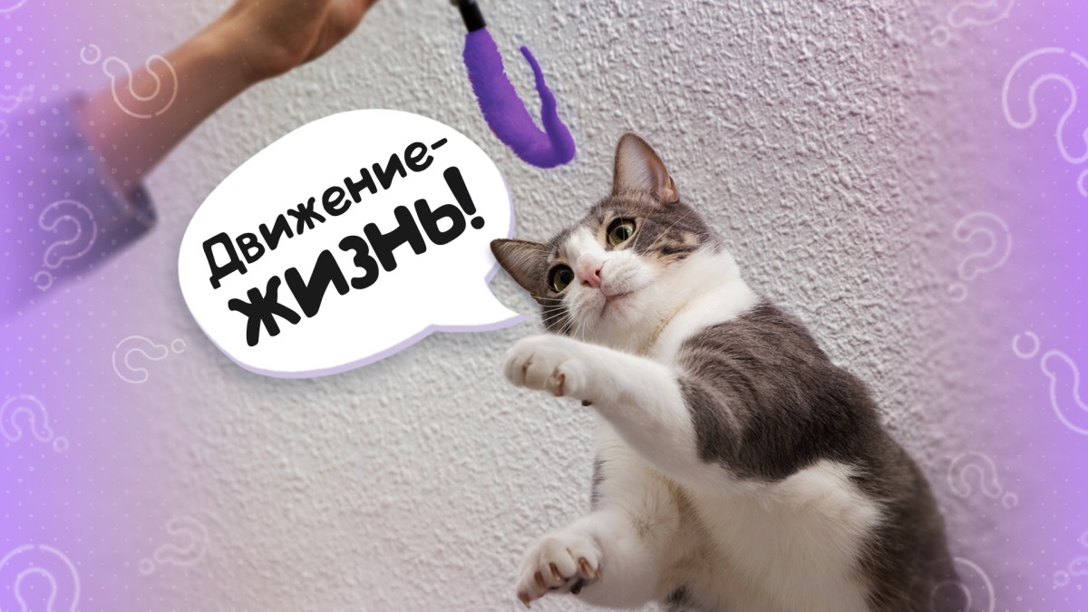 Ни для без тыгдыка: почему кошкам важна физическая активность?