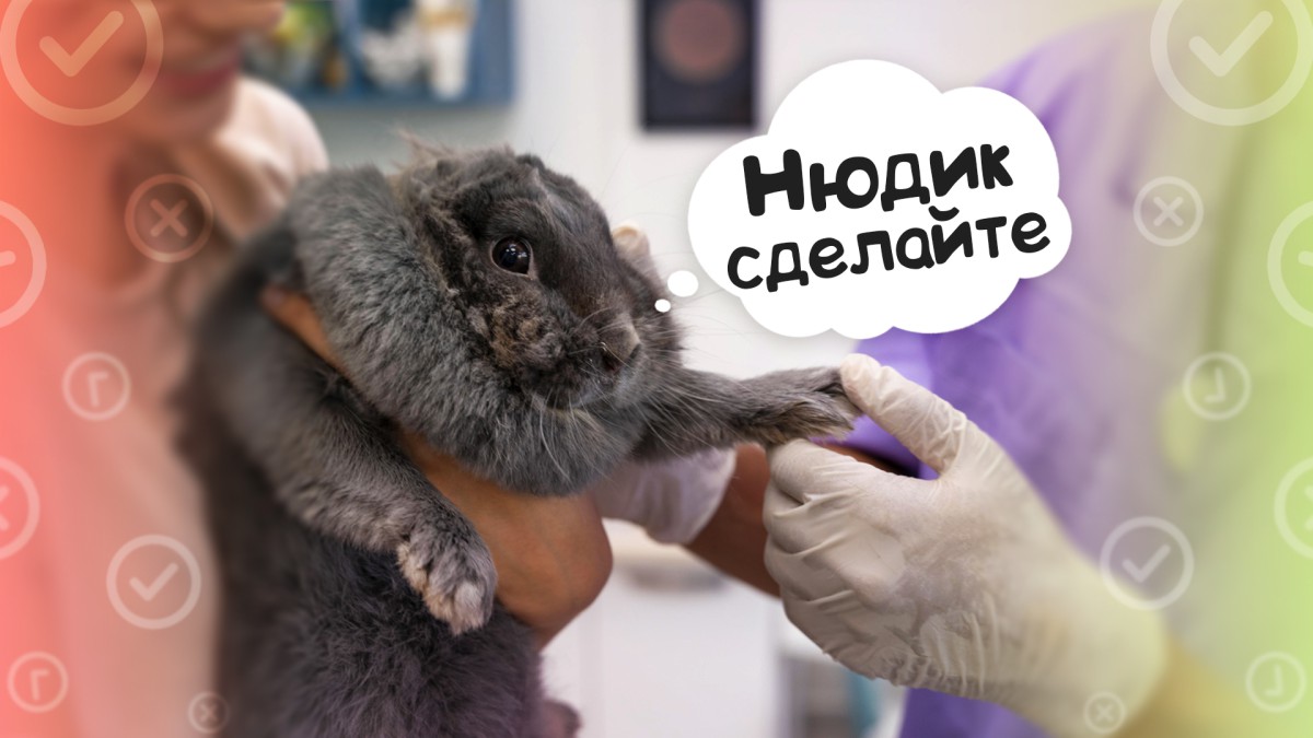 Нужно ли стричь когти грызунам