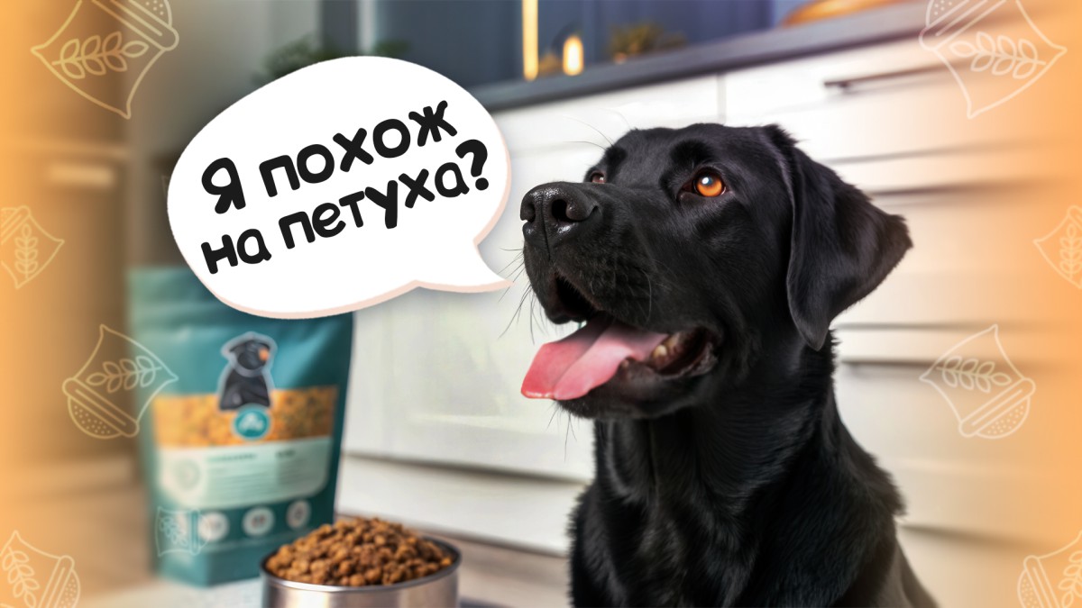 Зерно в составе корма для собак: польза или вред?