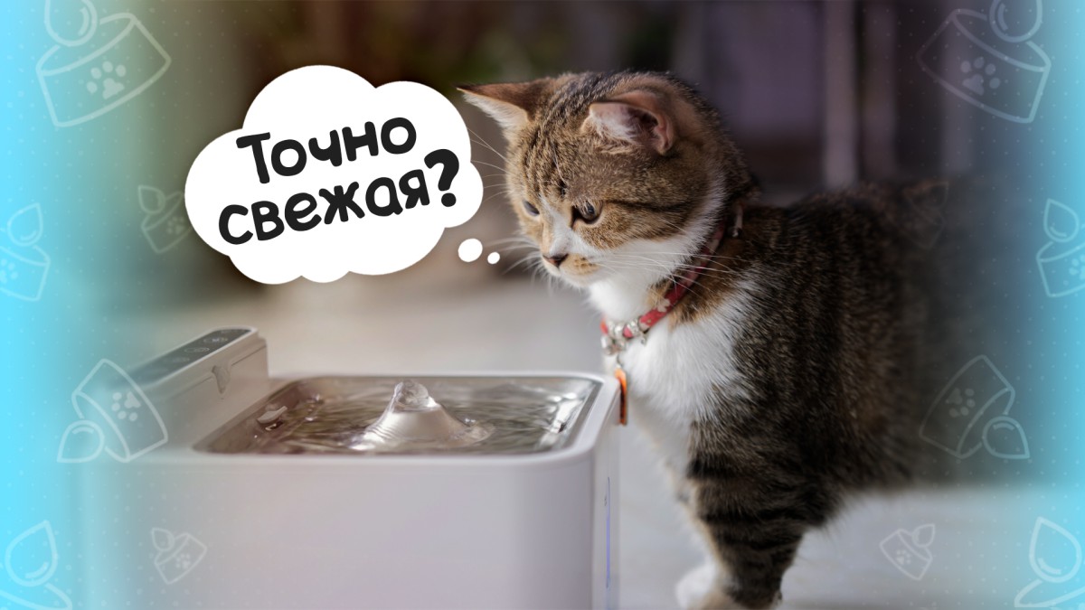 Поддерживаем водный баланс: как напоить кошку?