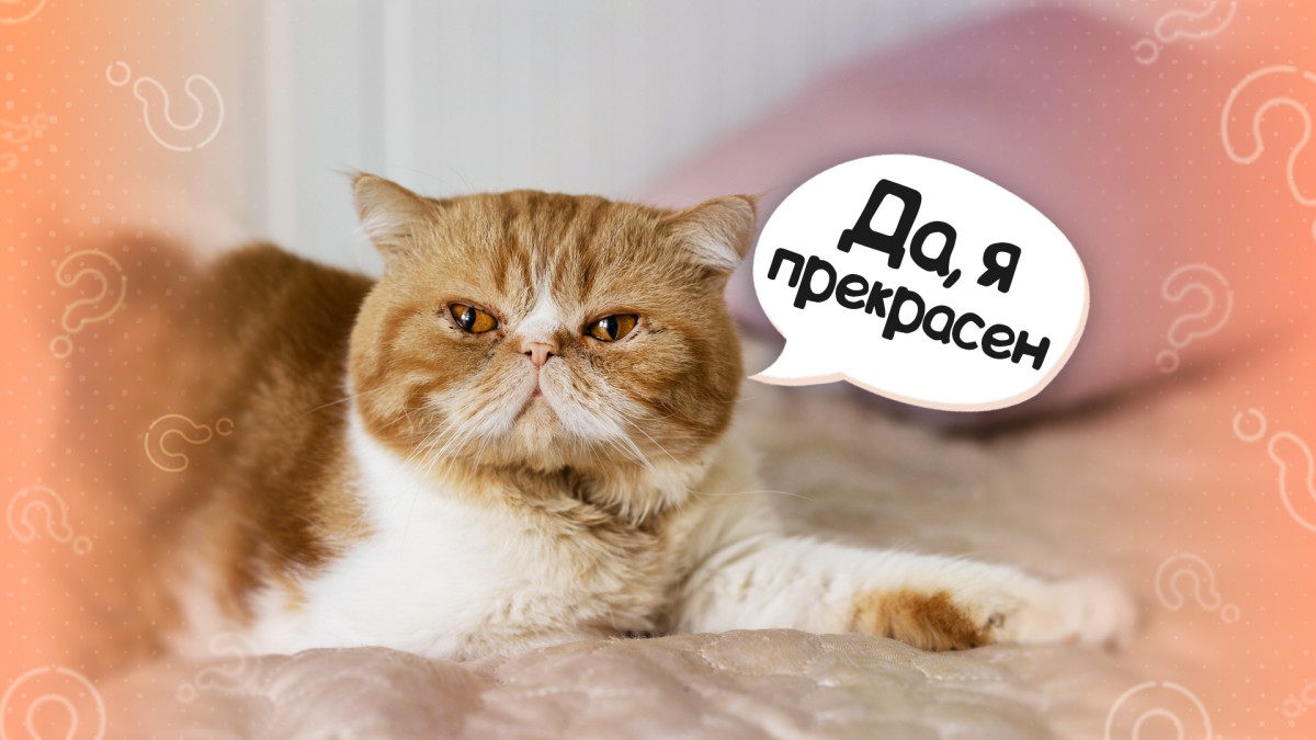 Топ-10 пород кошек с приплюснутым носом