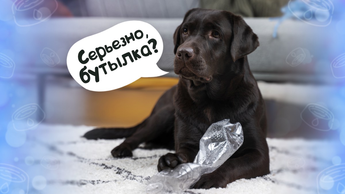 Что делать, если собака проливает воду?