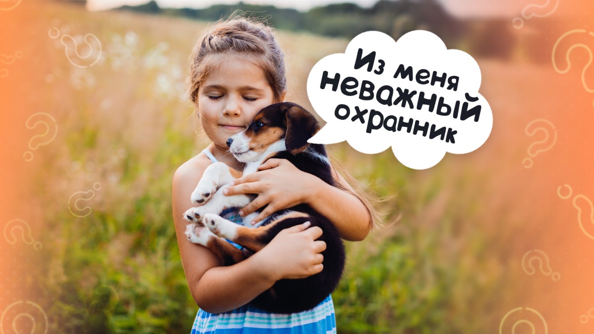 На что стоит обратить внимание при выборе собаки?