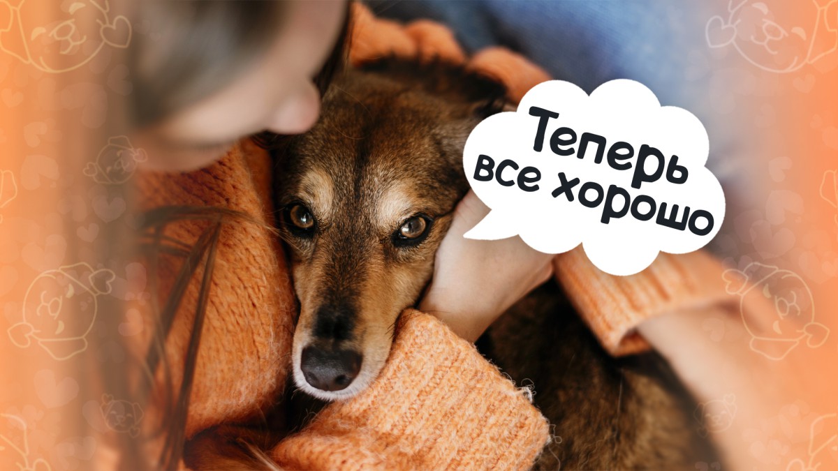Новый дом: как помочь адаптироваться собаке из приюта?