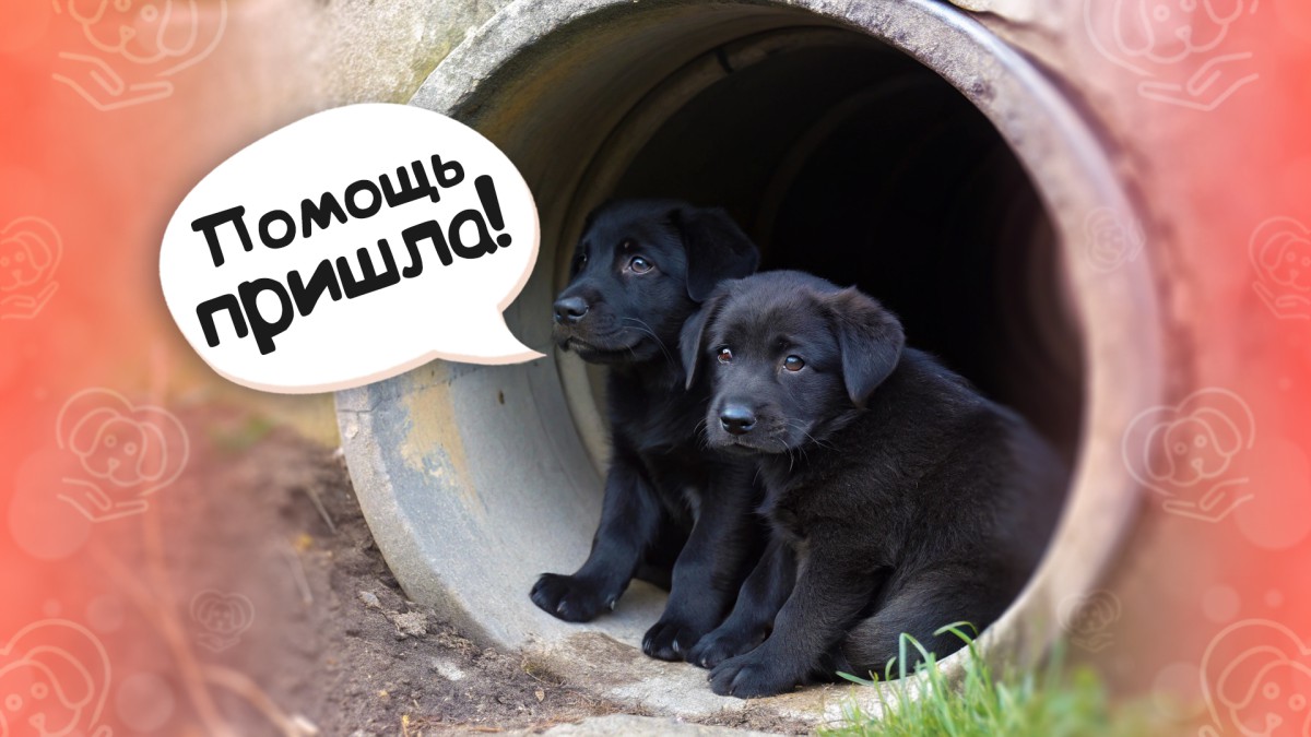 Щенки чуть не задохнулись в водосточной трубе: история спасения