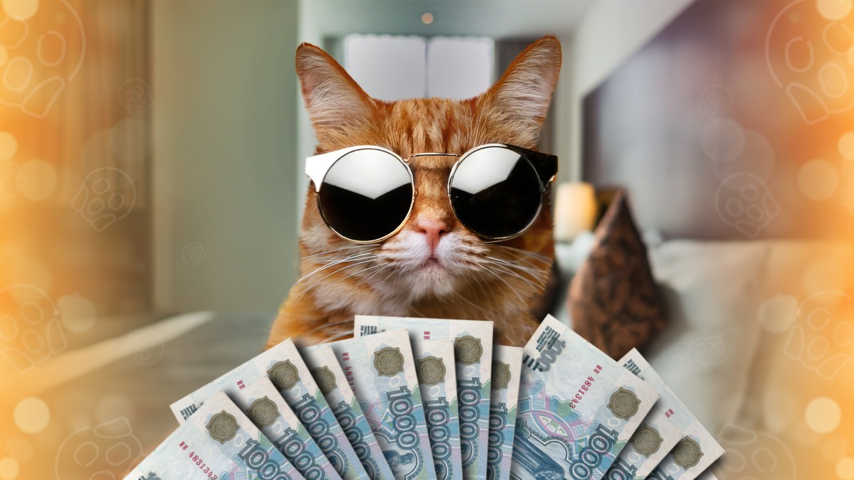 В Сети продают умного кота за 200 миллионов рублей