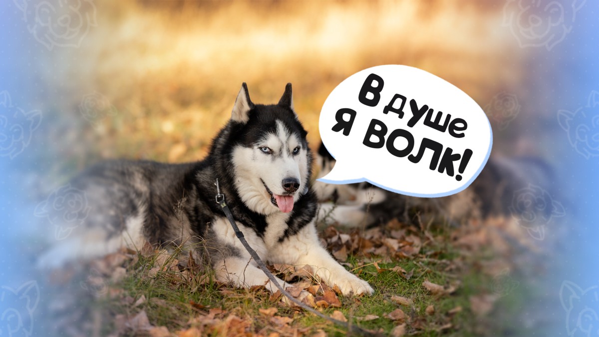 Как волки эволюционировали до домашних собак?