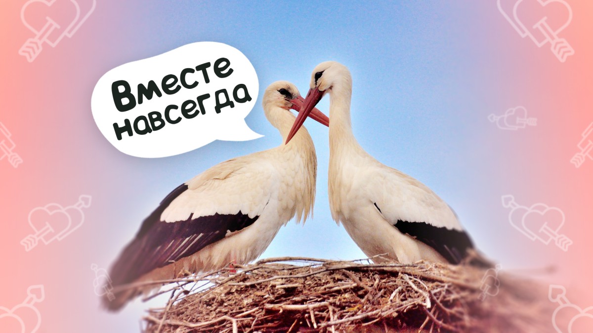 Топ-10 самых верных животных в мире