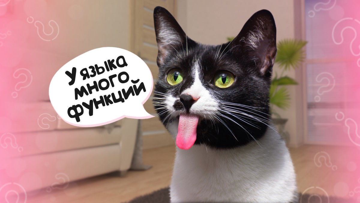 Ой, колется! Почему у кошек шершавый язык?