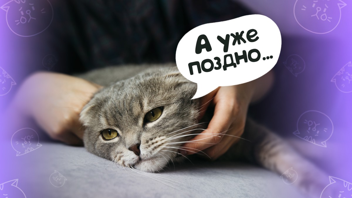 Что будет, если вы перестанете гладить кошку