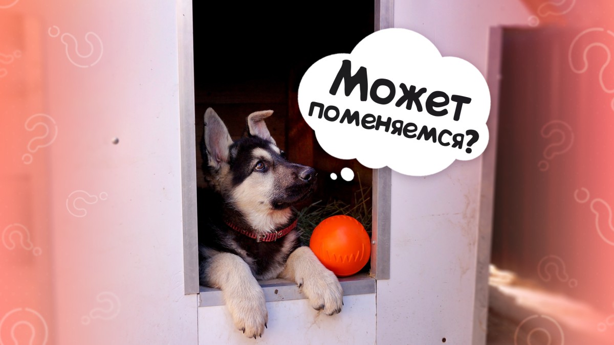 Как приучить собаку к будке?